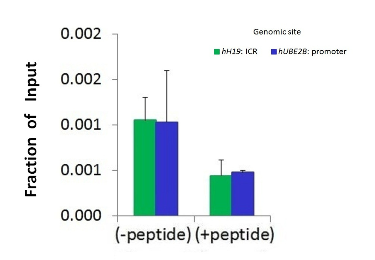 Antibody used in CHIP on HCT116 Cells.