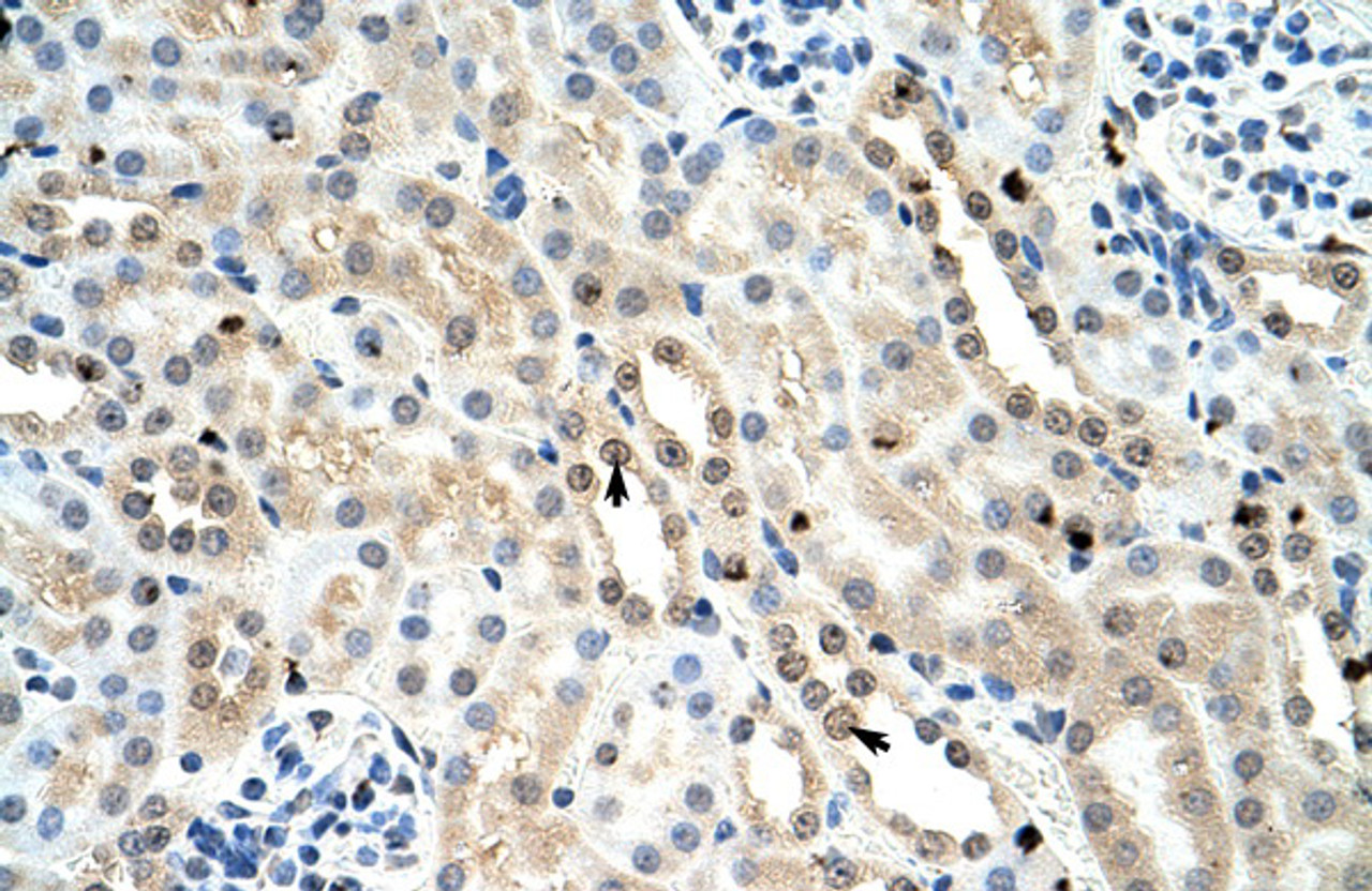 Antibody used in IHC on Mouse Kidney.