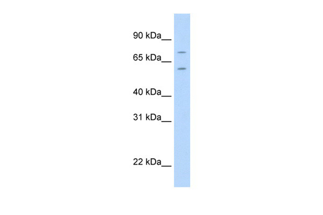 Antibody used in WB on Mouse NIH-3T3 at 2.5 ug/ml.