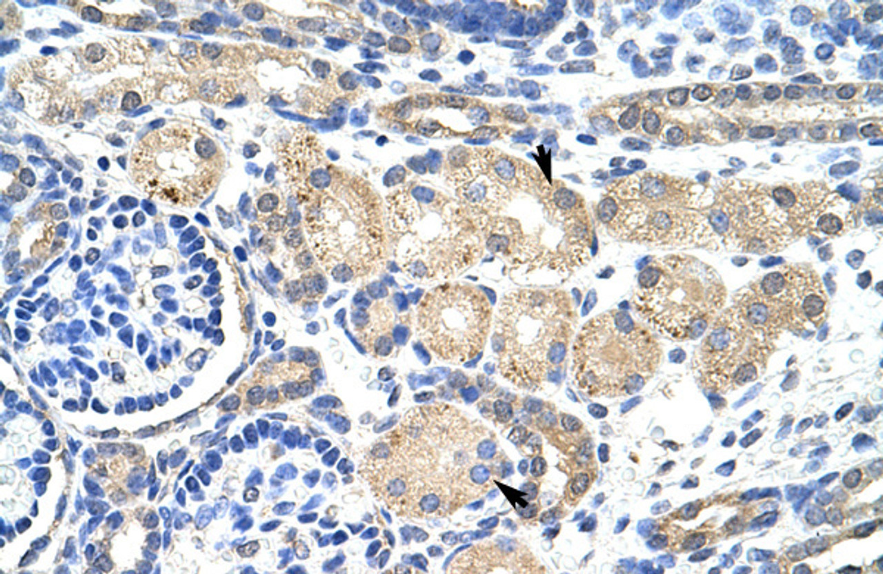 Antibody used in IHC on Human Kidney at 4.0-8.0 ug/ml.