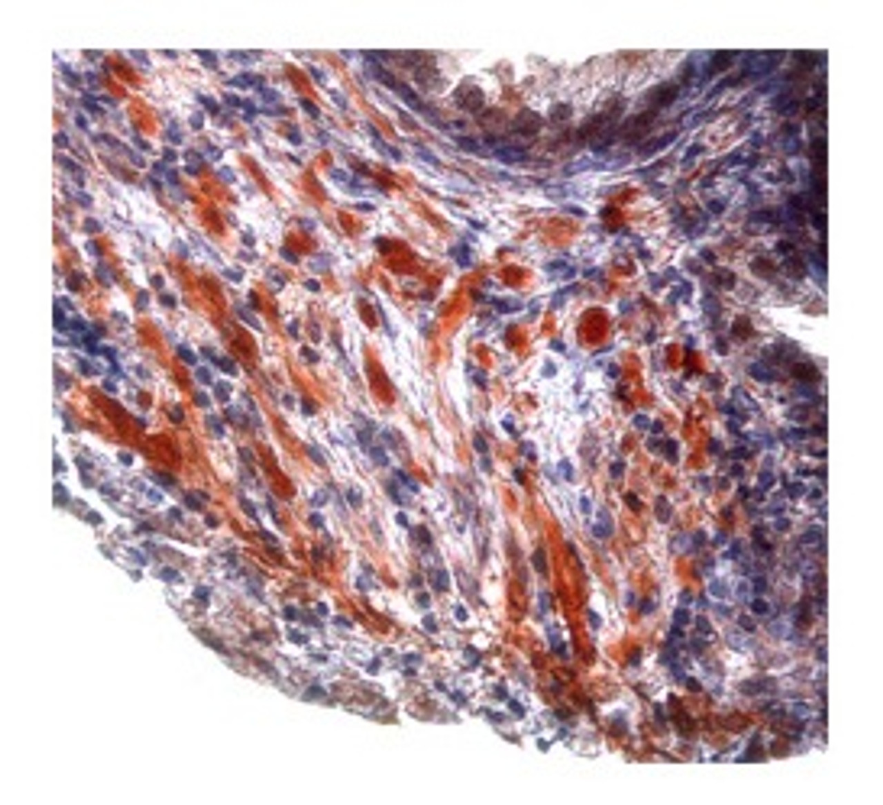 Antibody used in IHC on rat and mouse.