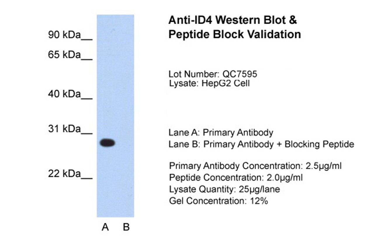 Antibody used in WB on HepG2 at 2.5 ug/ml (Lane A: Primary Antibody and Lane B: Primary Antibody + Blocking Peptide ) .