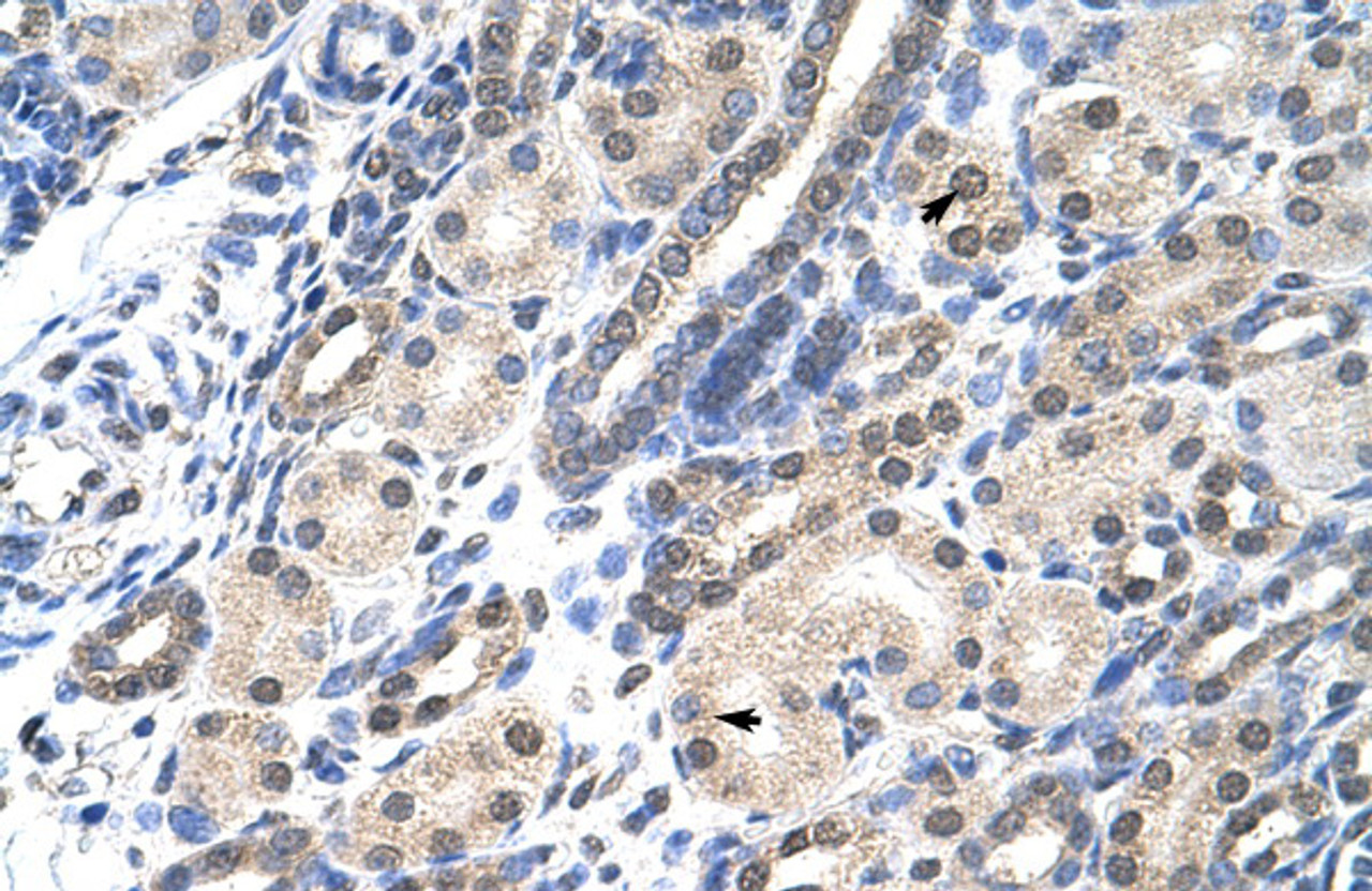 Antibody used in IHC on Human kidney.