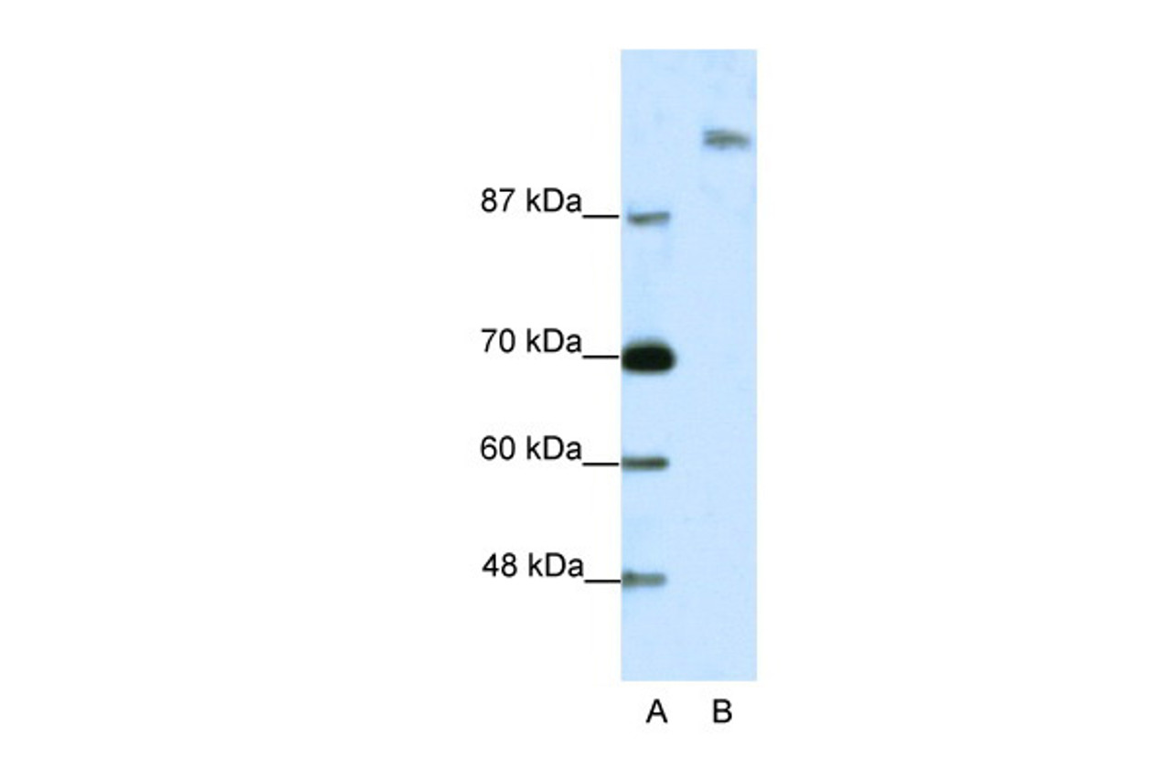 Antibody used in WB on Human Jurkat cells at 2.5 ug/ml.