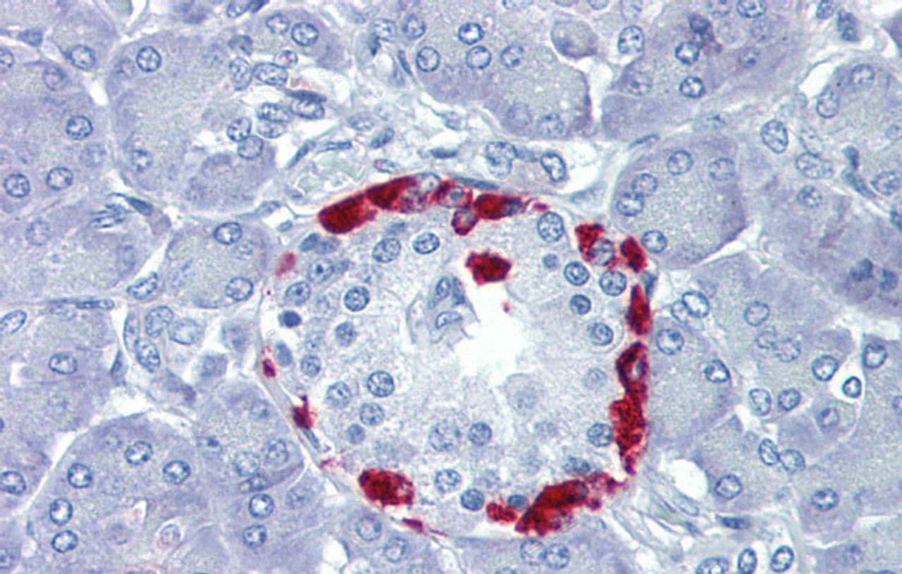 Antibody used in IHC on Human Pancreas at 5.0 ug/ml.