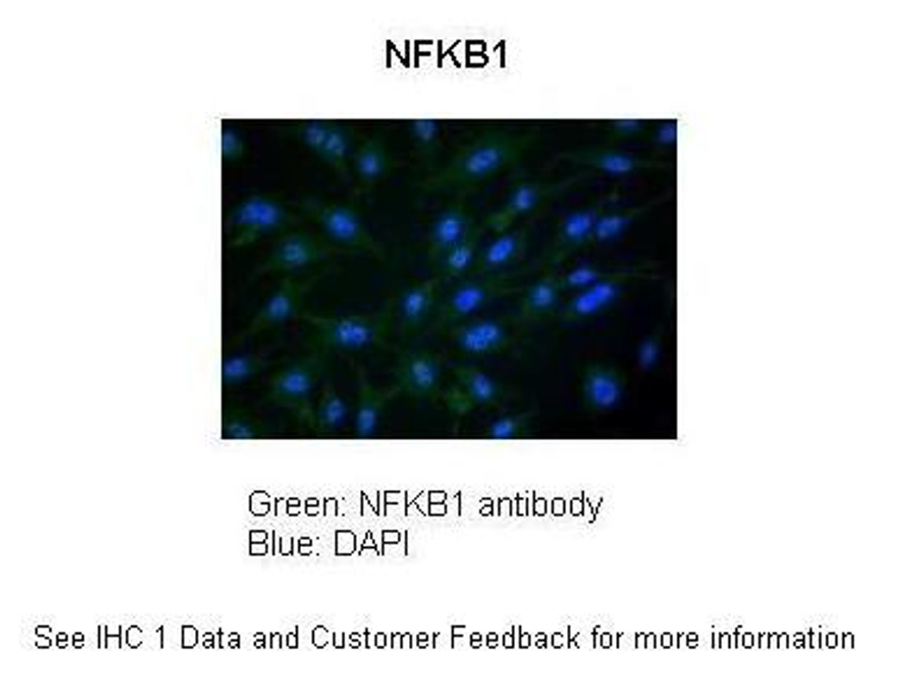 Antibody used in IHC on Chicken DF-1 Fibroblast at: 1:100.