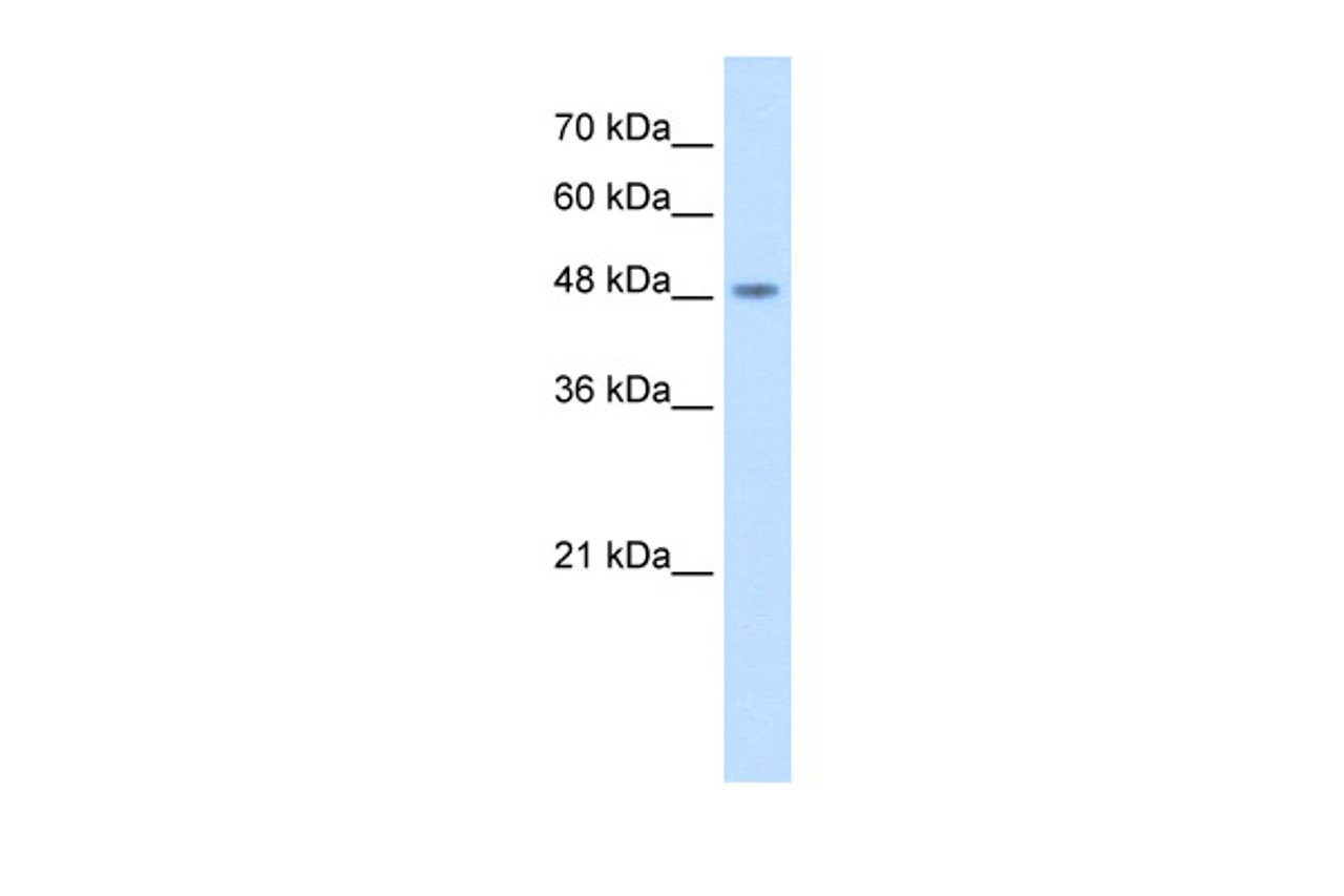 Antibody used in WB on Human HEK293T cells at 2.5 ug/ml.
