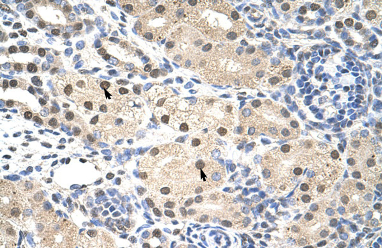 Antibody used in IHC on Human kidney.