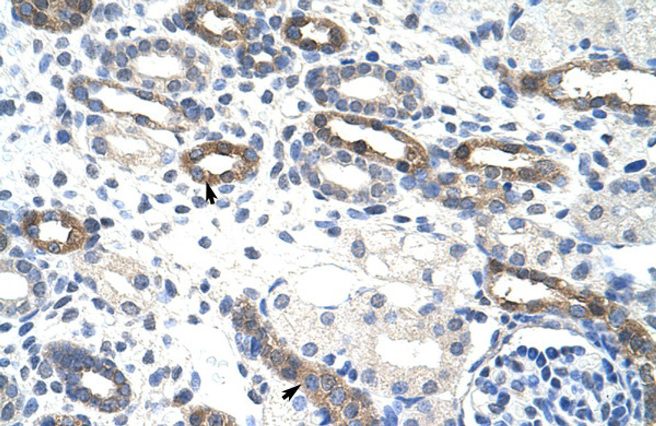 Antibody used in IHC on Human kidney.