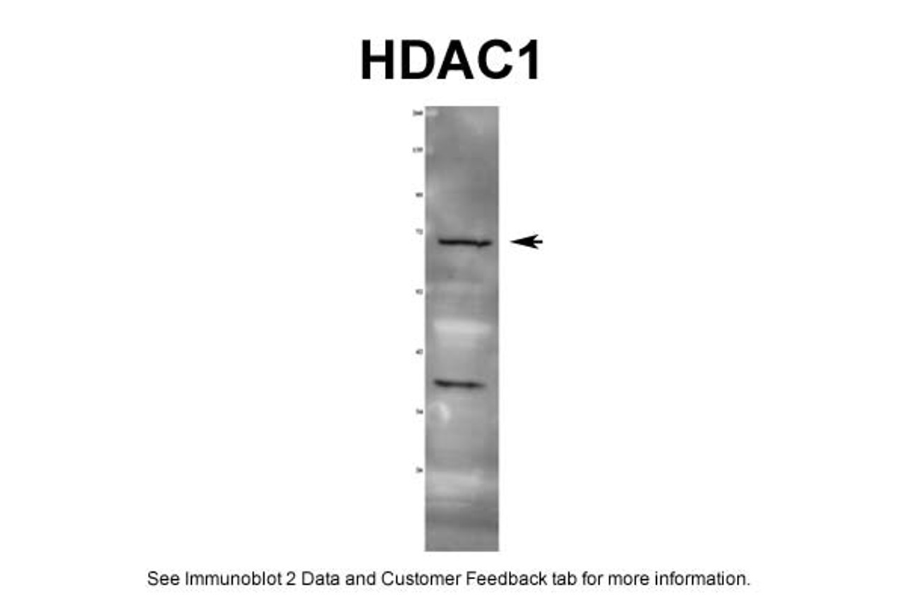 Antibody used in WB on Rat 1 ug/ml.