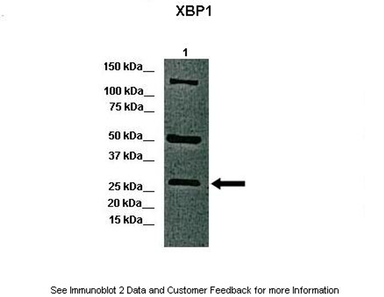 Antibody used in WB on canine retina at: 1:1000.