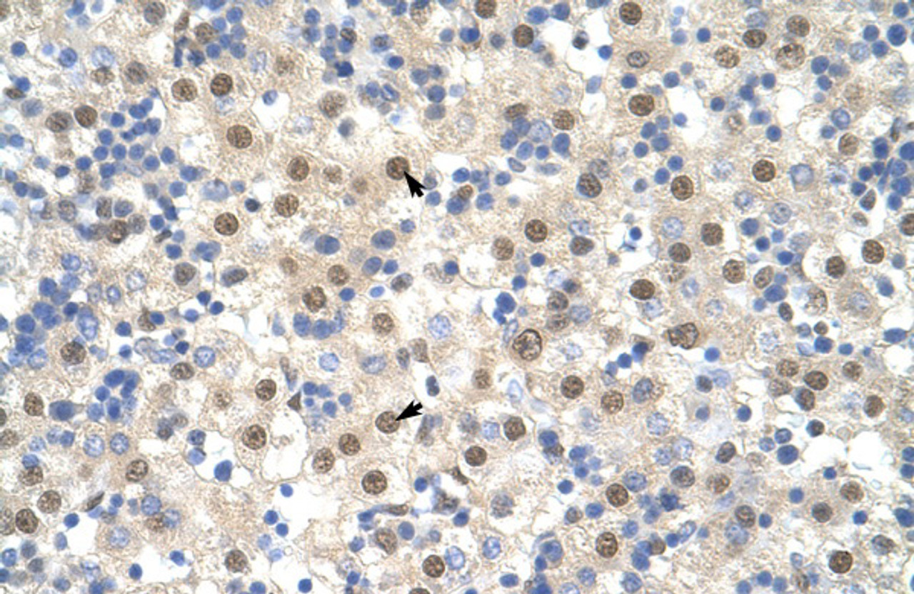 Antibody used in IHC on Human Liver.