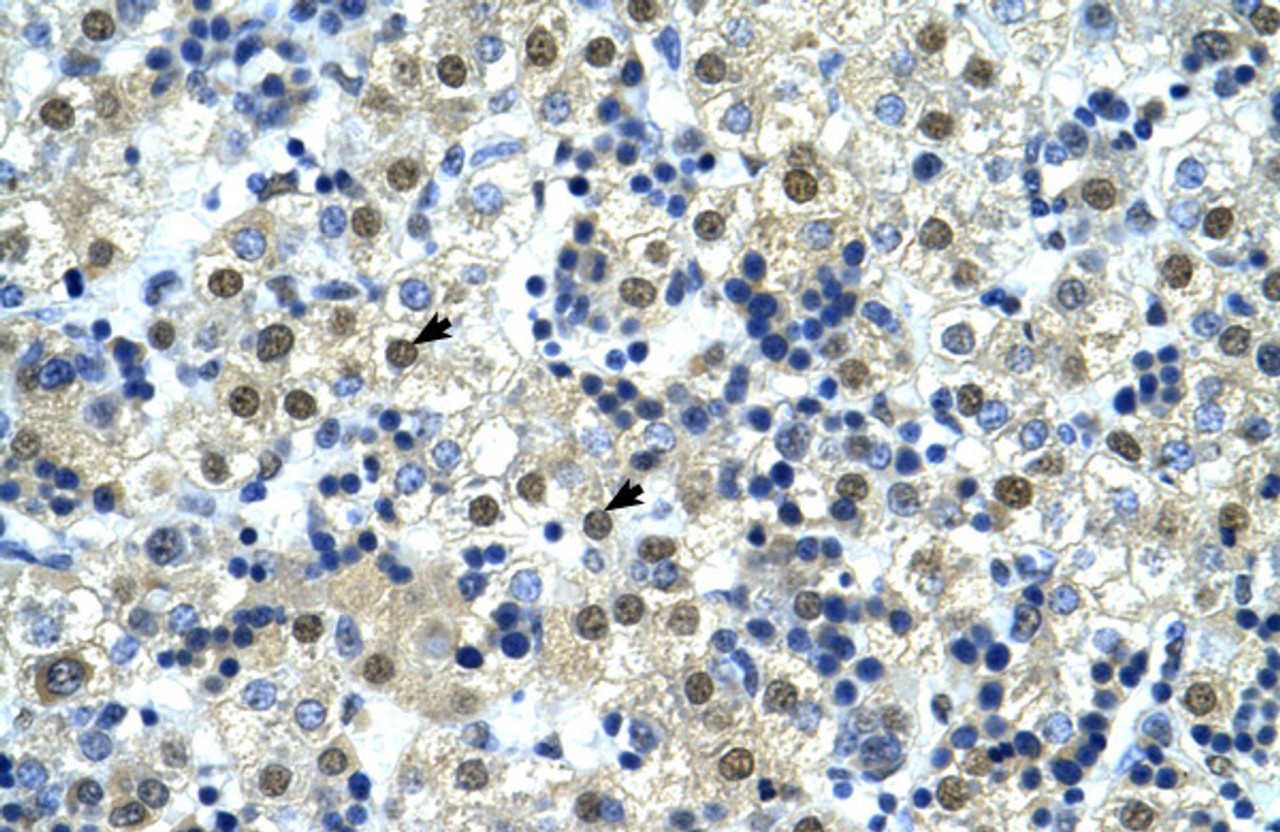 Antibody used in IHC on Human Liver.