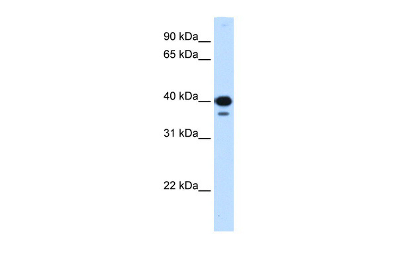Antibody used in WB on Human 293T at 0.25 ug/ml.