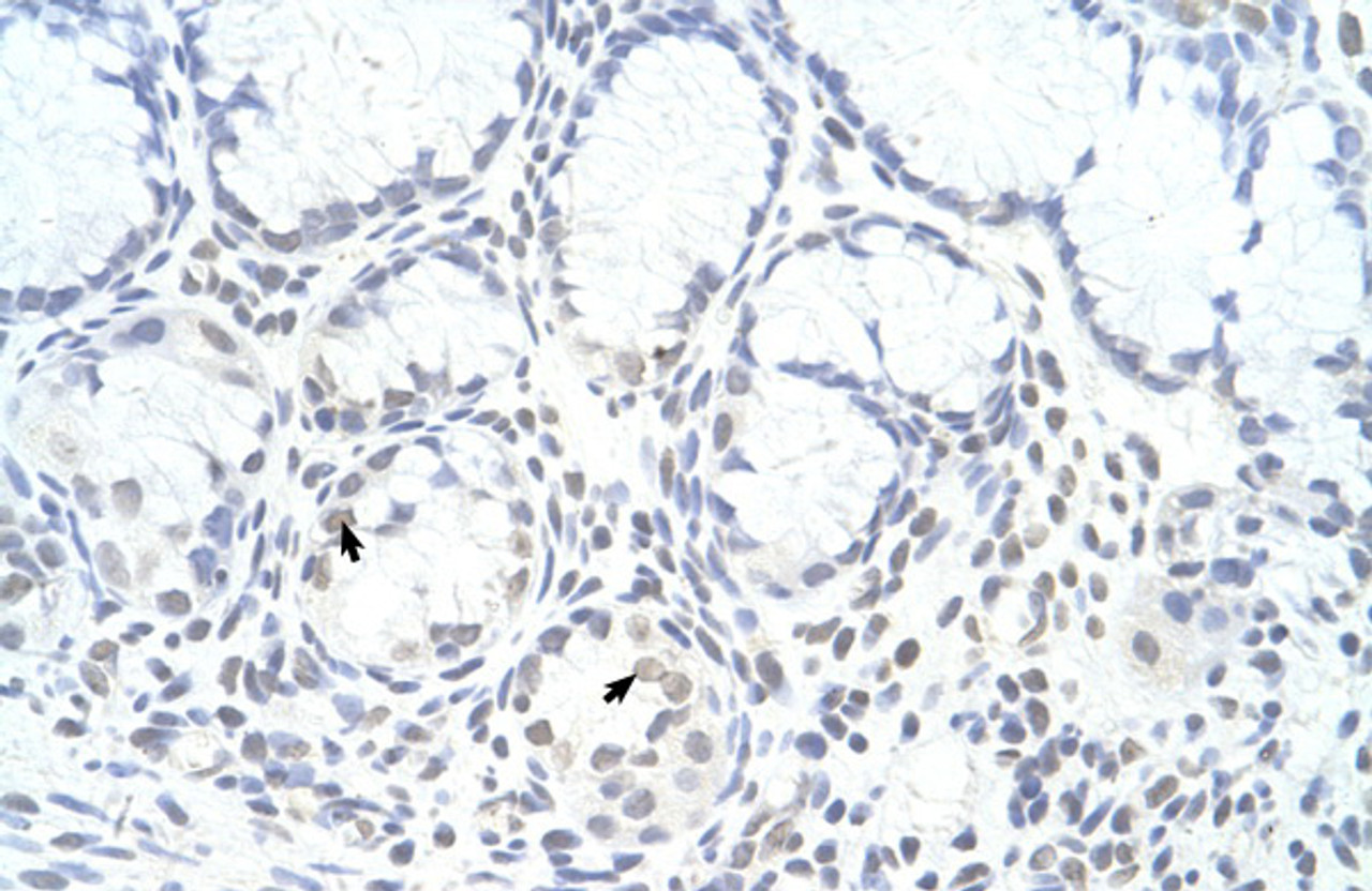 Antibody used in IHC on Human Stomach.