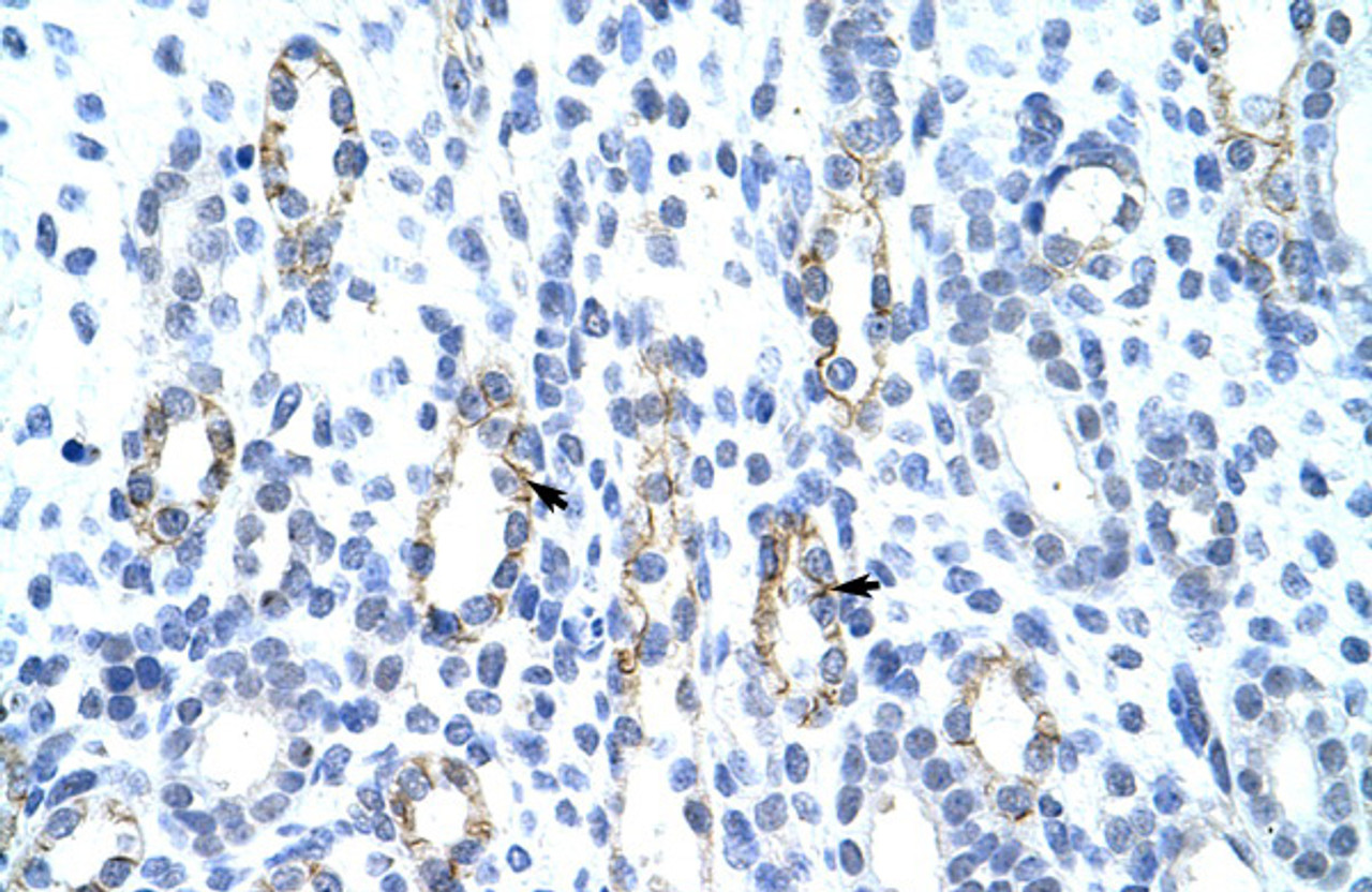 Antibody used in IHC on Human kidney.