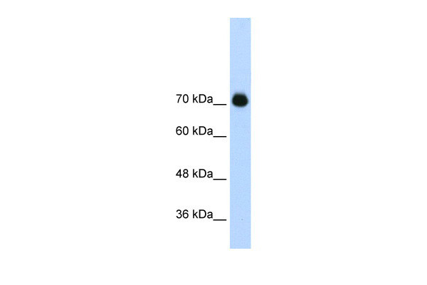 Antibody used in WB on Transfected 293T at 2.5 ug/ml.