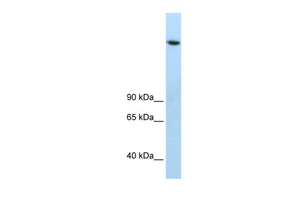Antibody used in WB on Human Thymus at 2.5 ug/ml.