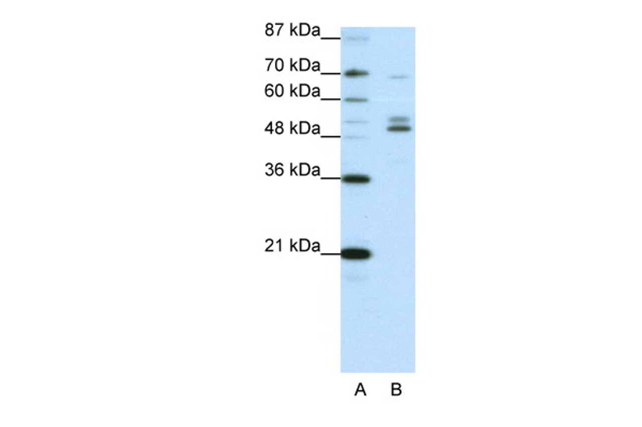 Antibody used in WB on Human HepG2 cells at 0.625 ug/ml.