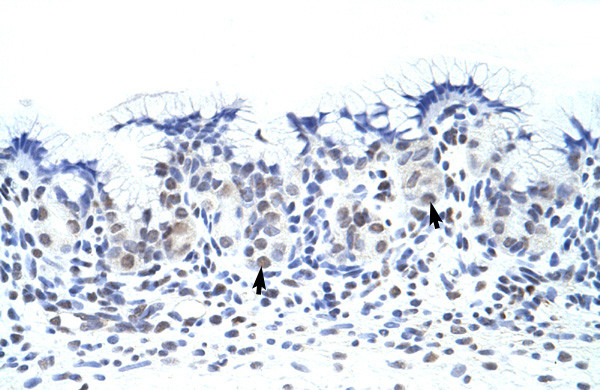 Antibody used in IHC on Human Stomach.