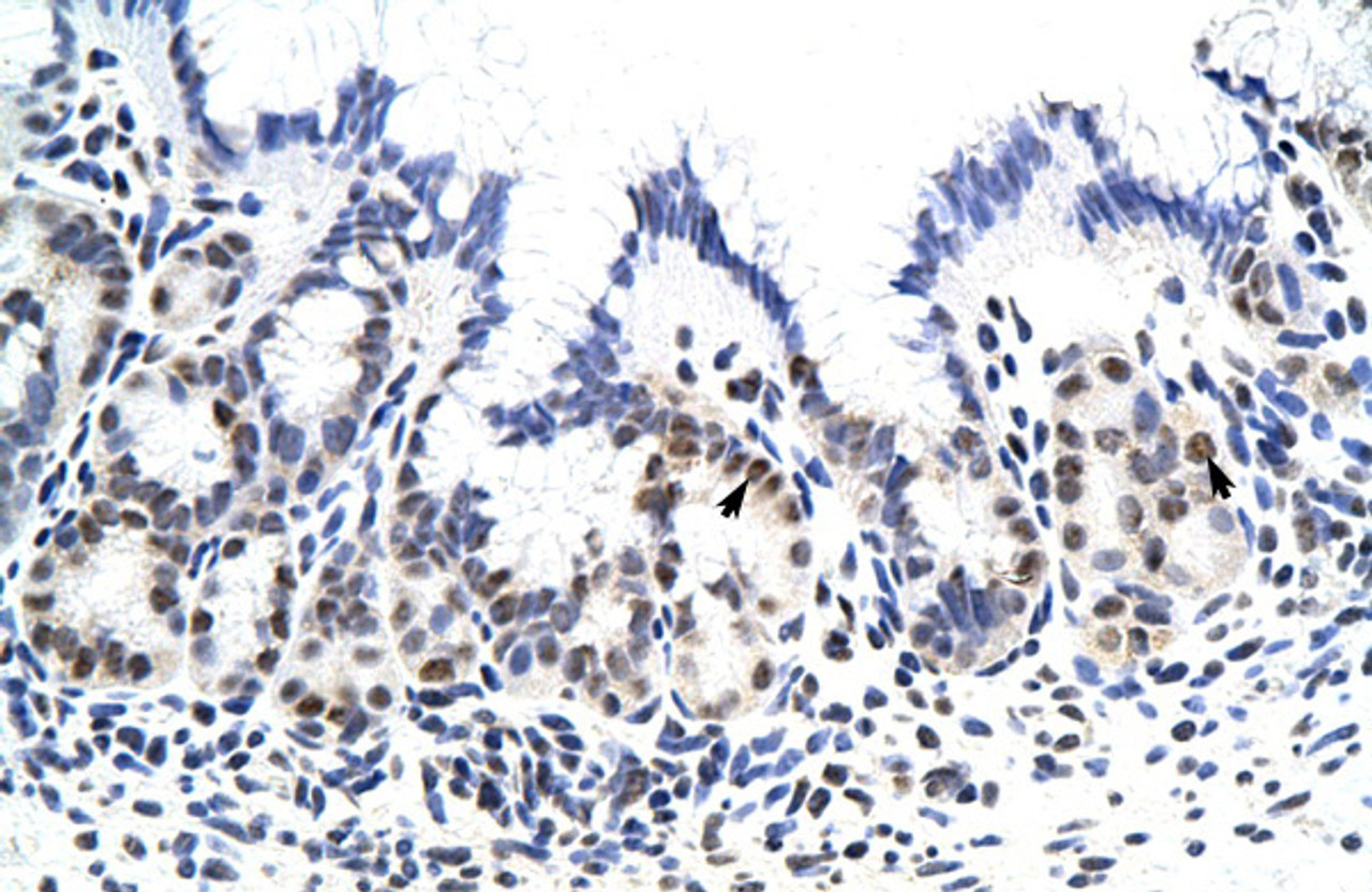 Antibody used in IHC on Human Stomach.
