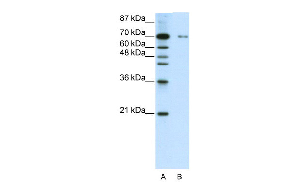 Antibody used in WB on Human HepG2 at 0.2-1 ug/ml.