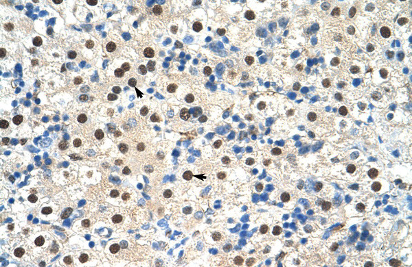 Antibody used in IHC on Human Liver.