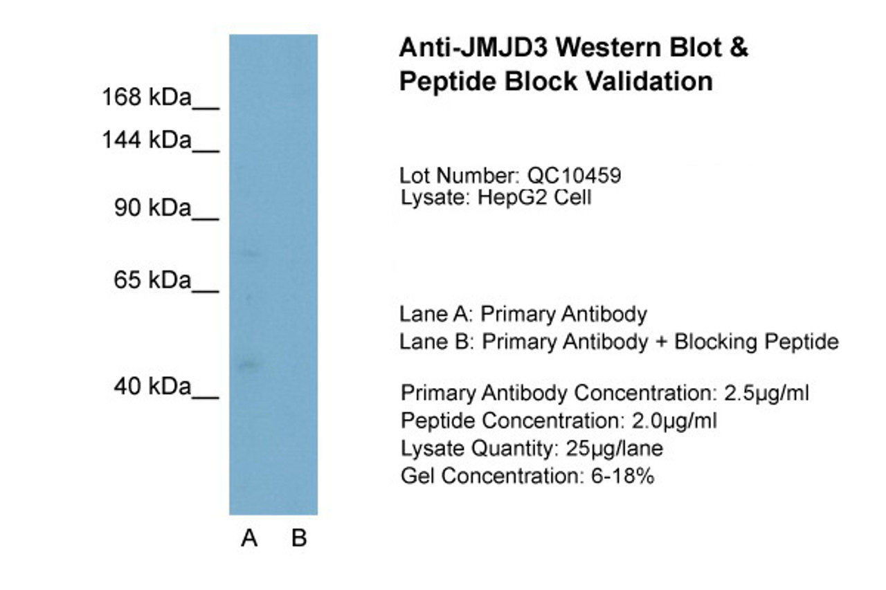 Antibody used in WB on HepG2 at 2.5 ug/ml (Lane A: Primary Antibody and Lane B: Primary Antibody + Blocking Peptide ) .