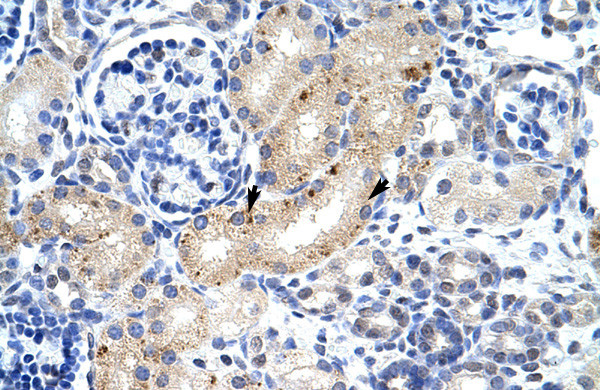 Antibody used in IHC on Human kidney.