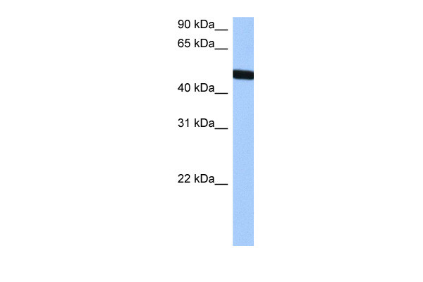 Antibody used in WB on Human HepG2 at 0.2-1 ug/ml.