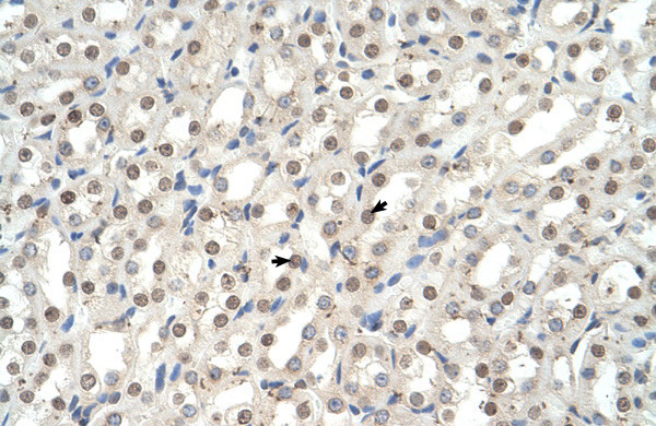 Antibody used in IHC on Human kidney.