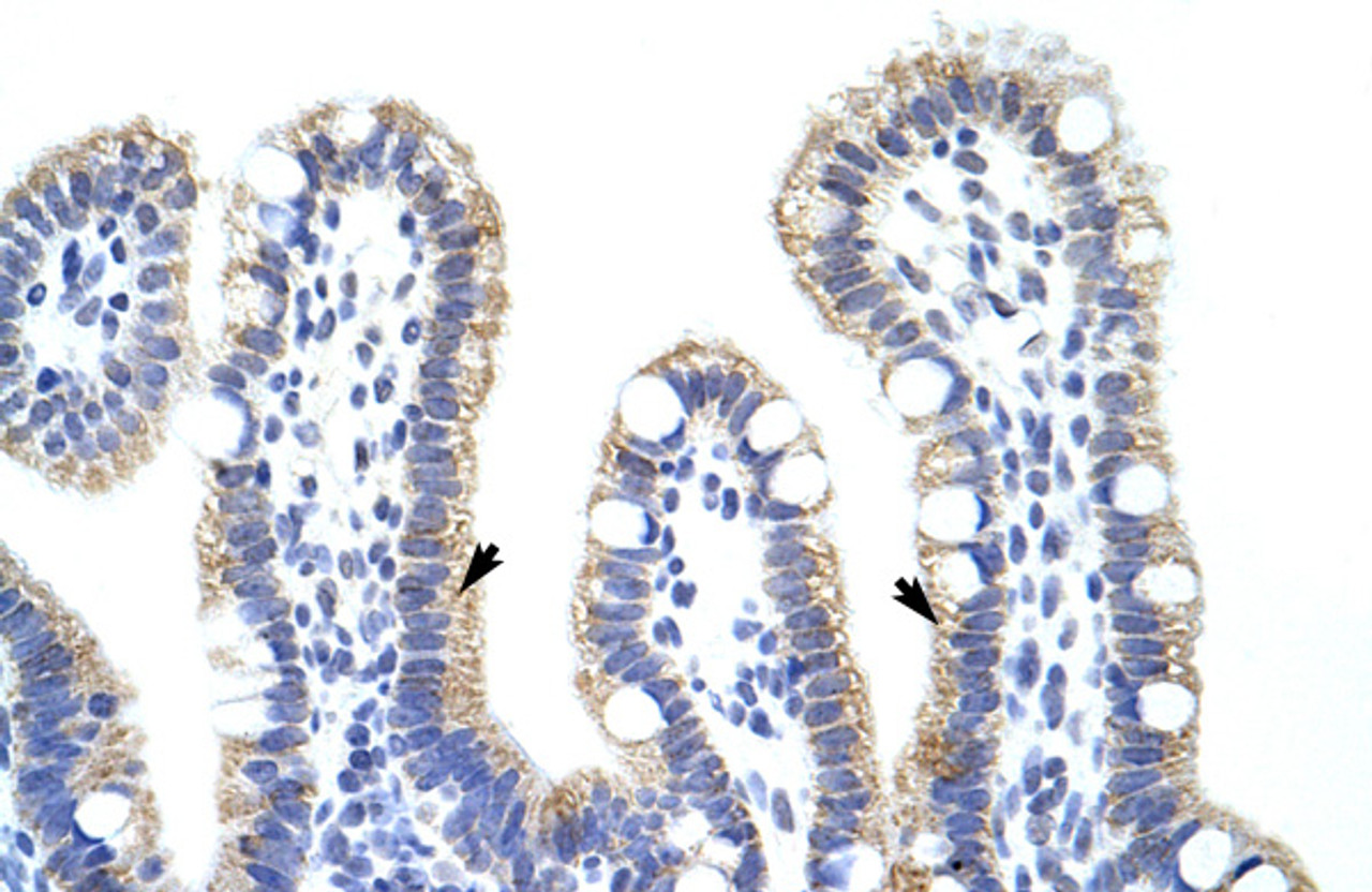 Antibody used in IHC on Human Intestine at 4.0-8.0 ug/ml.