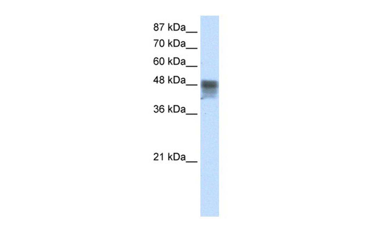 Antibody used in WB on Human HepG2 at 2.5 ug/ml.