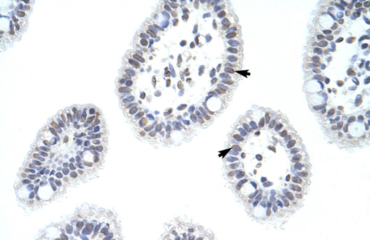 Antibody used in IHC on Human Intestine at 4.0-8.0 ug/ml.