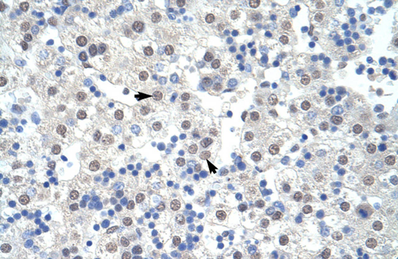 Antibody used in IHC on Human Liver at 4.0-8.0 ug/ml.