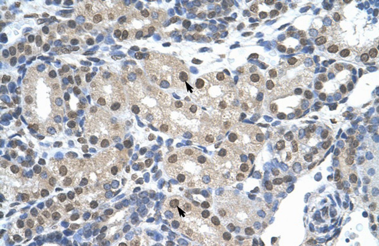 Antibody used in IHC on Human Kidney at 4.0-8.0 ug/ml.