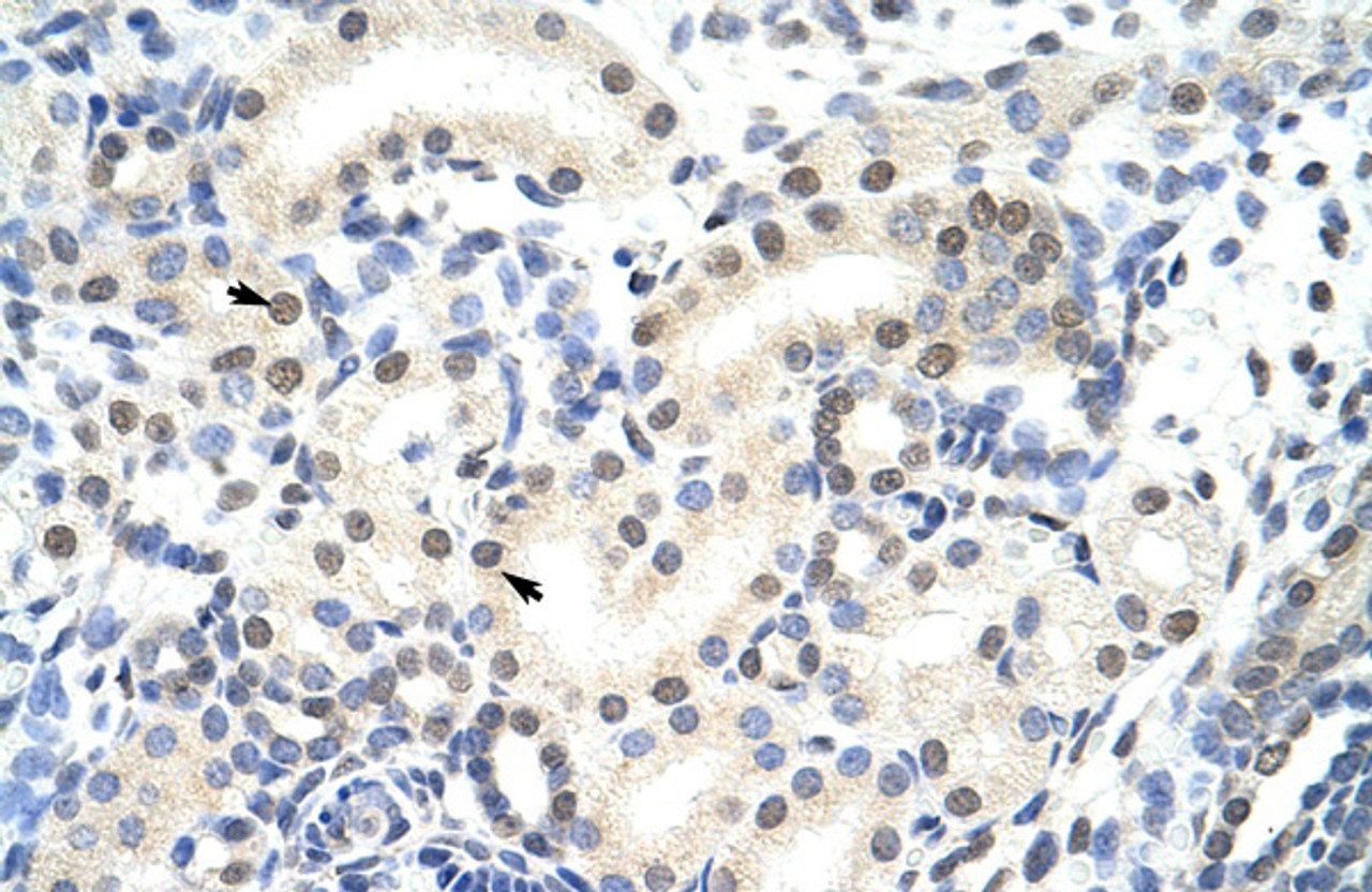 Antibody used in IHC on Human Kidney at 4.0-8.0 ug/ml.