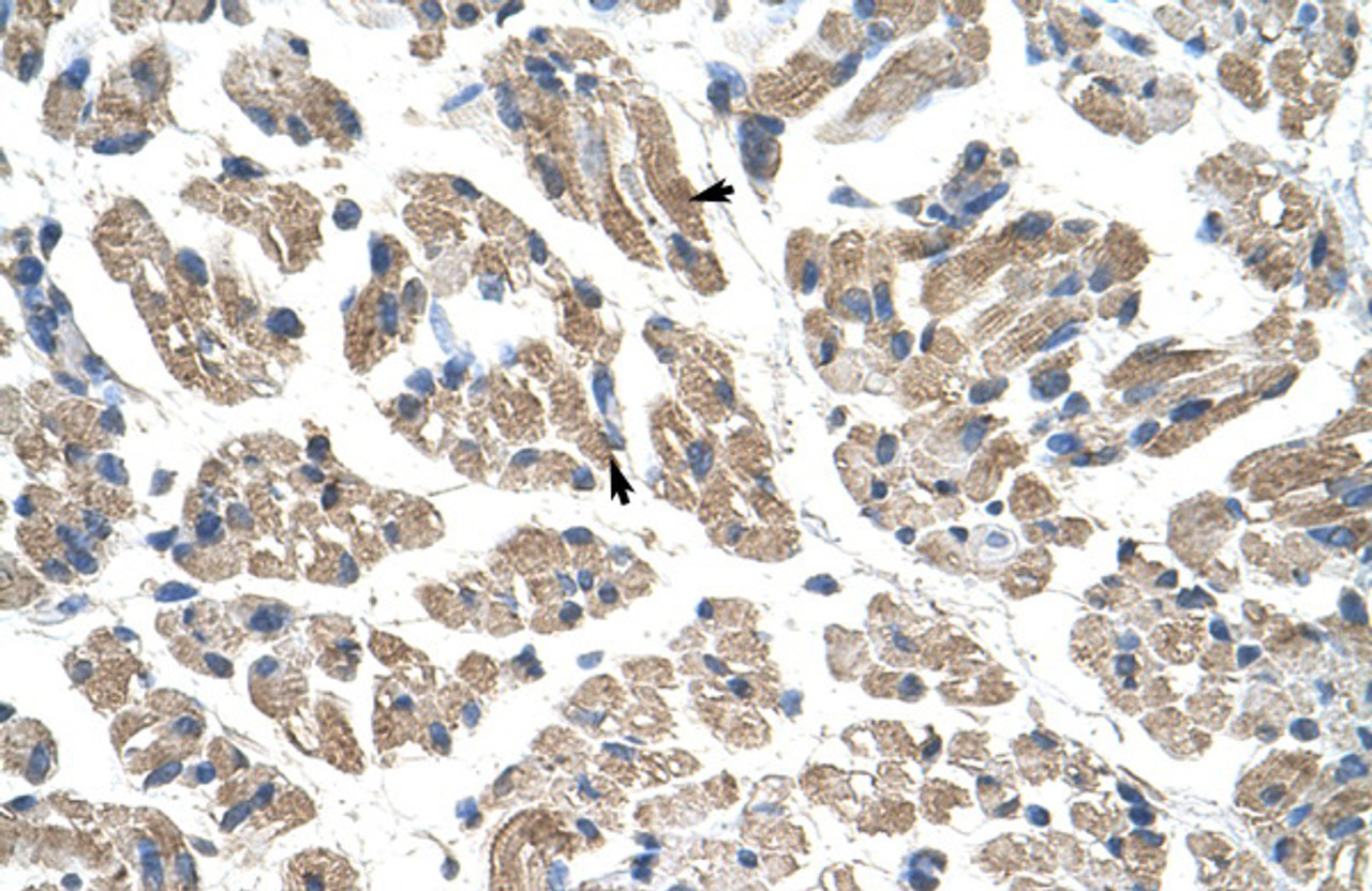 Antibody used in IHC on Human Muscle at 4.0-8.0 ug/ml.