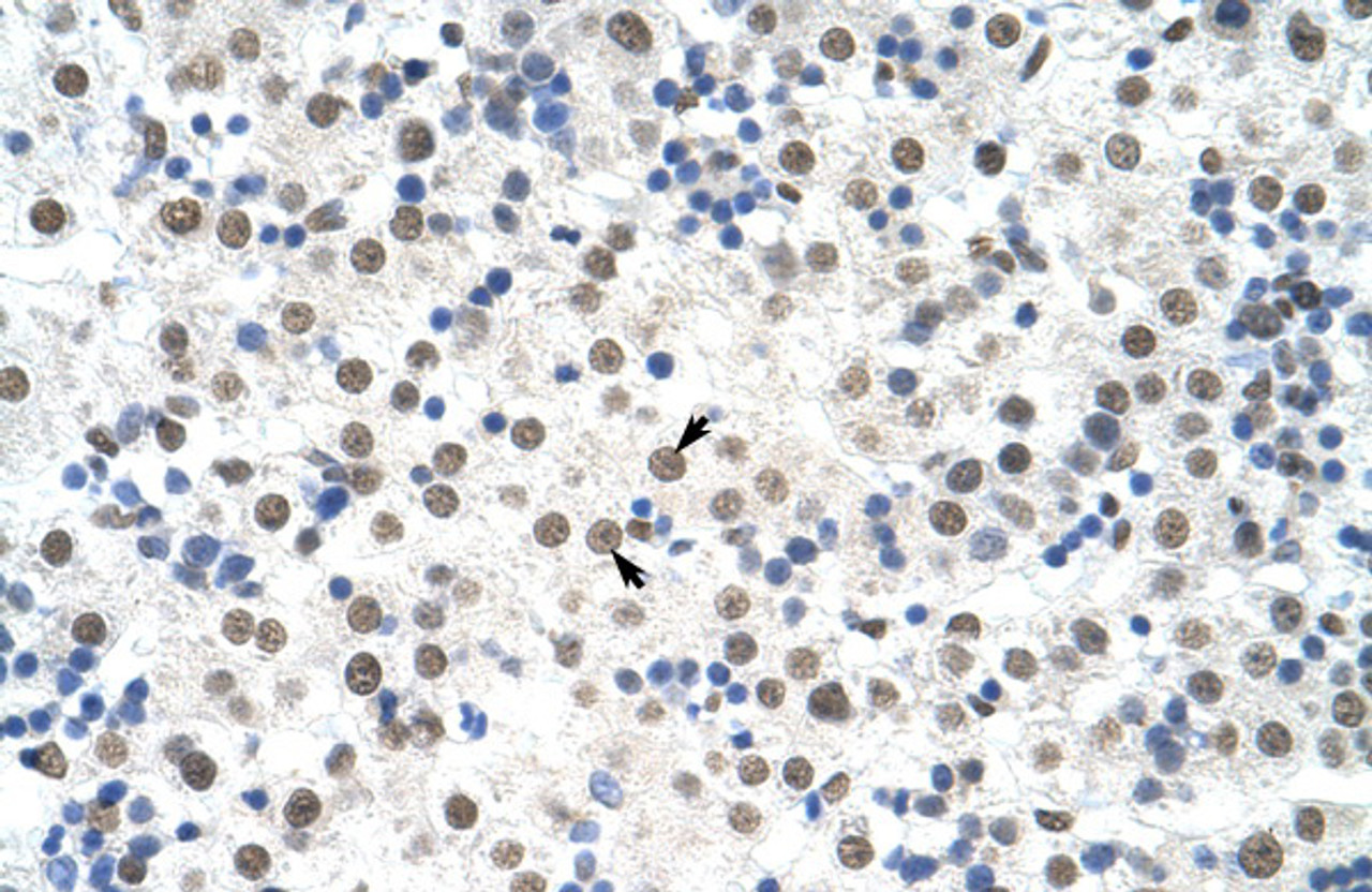 Antibody used in IHC on Human Liver at 4.0-8.0 ug/ml.