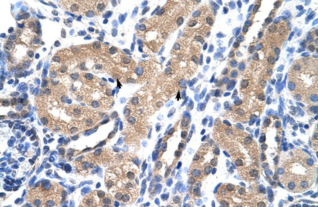 Antibody used in IHC on Human Kidney at 4.0-8.0 ug/ml.