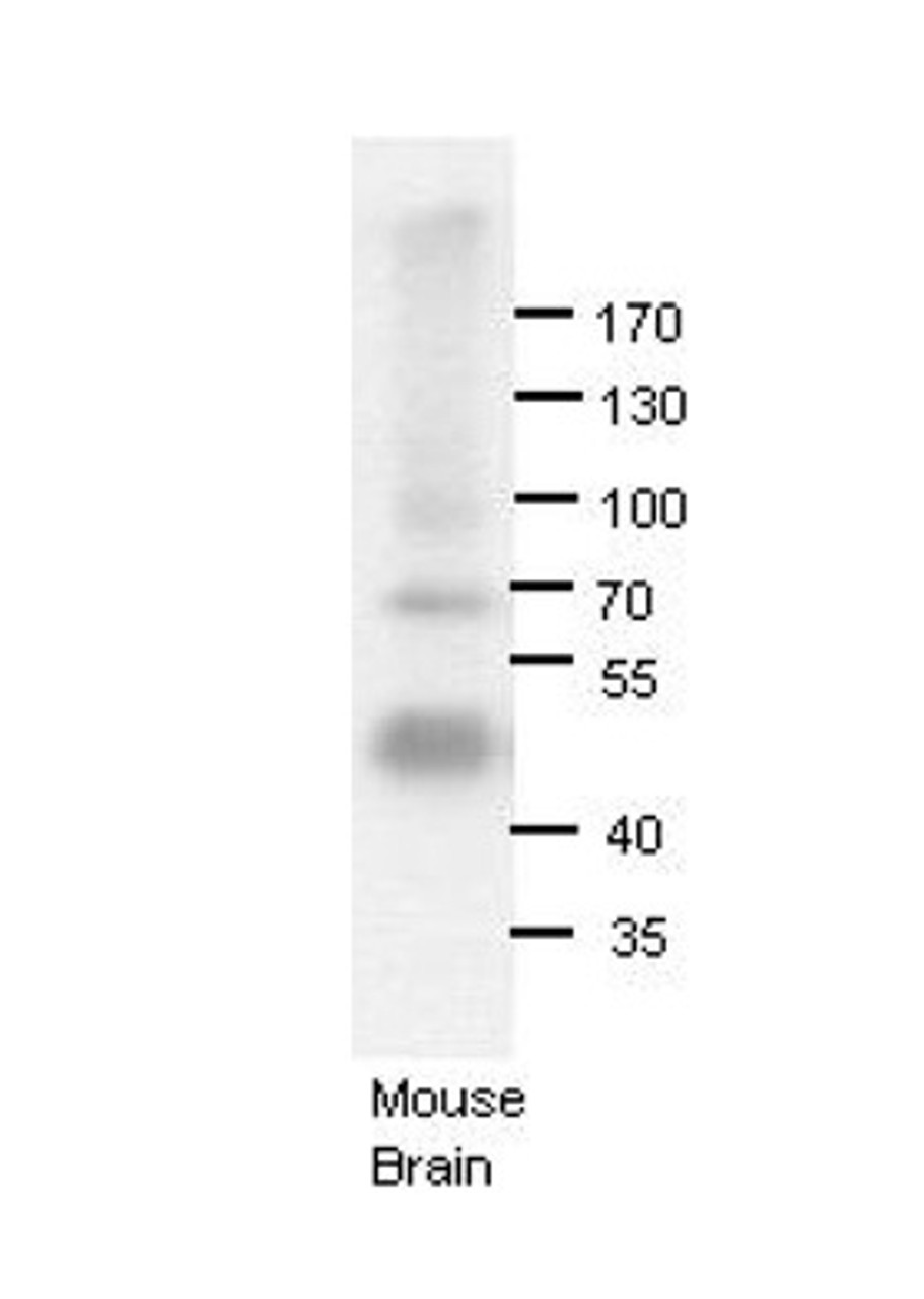 Antibody used in WB on Mouse brains at 1:1000.