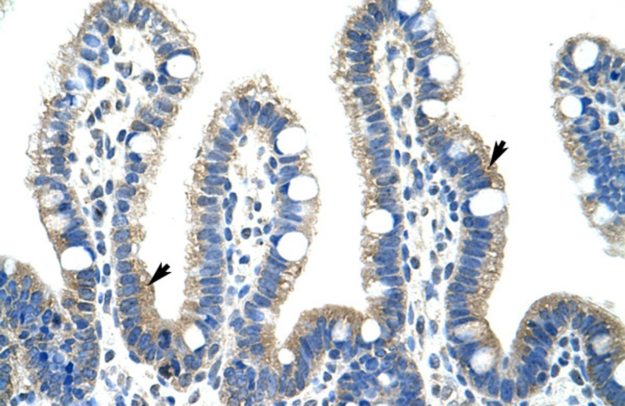 Antibody used in IHC on Human Intestine at 4.0-8.0 ug/ml.