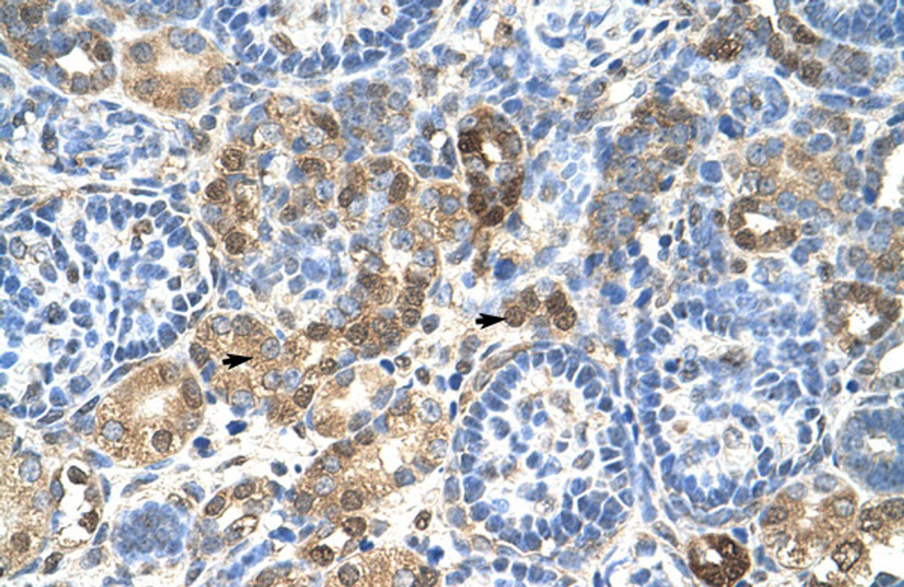 Antibody used in IHC on Human Kidney at 4.0-8.0 ug/ml.