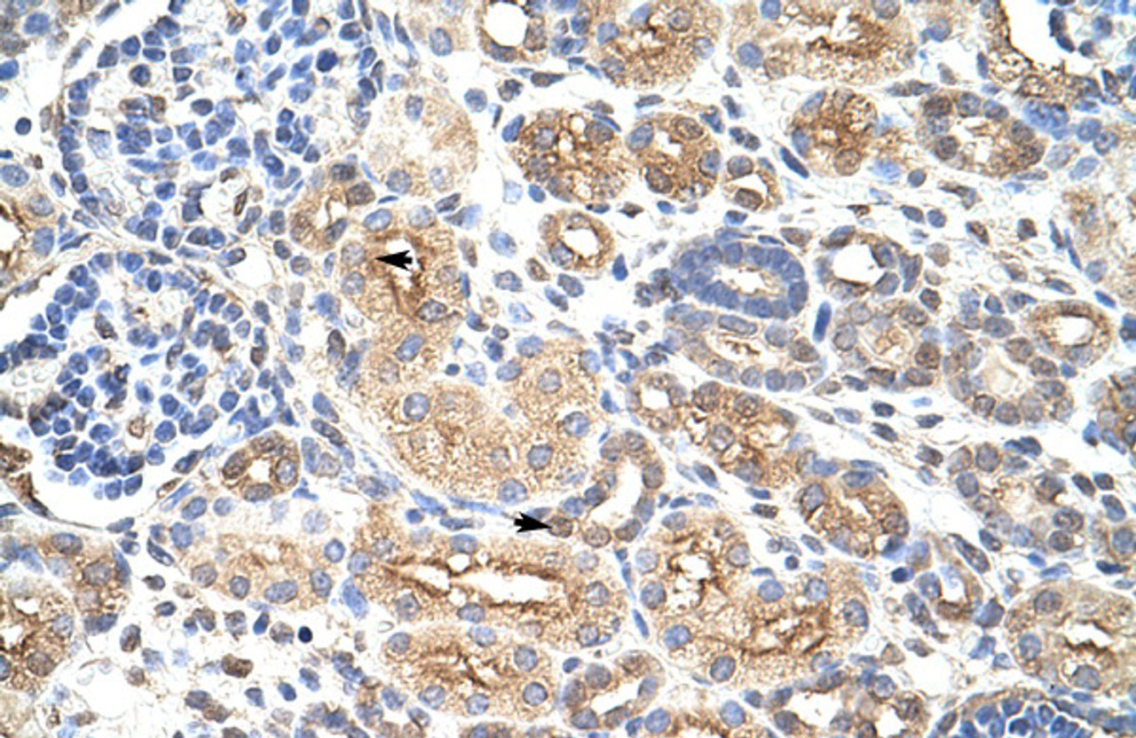 Antibody used in IHC on Human Kidney at 4.0-8.0 ug/ml.