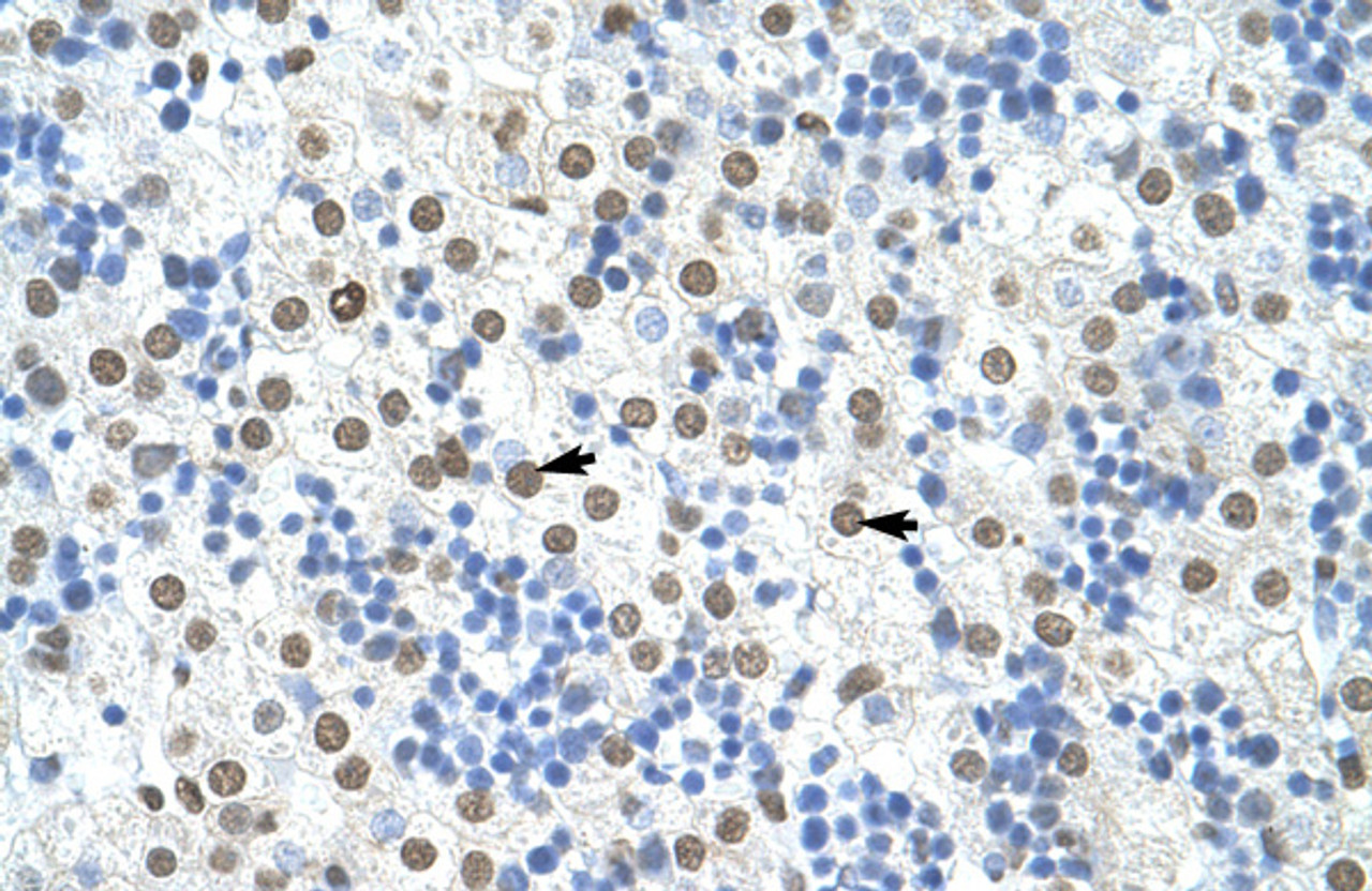 Antibody used in IHC on Human Liver at 4.0-8.0 ug/ml.