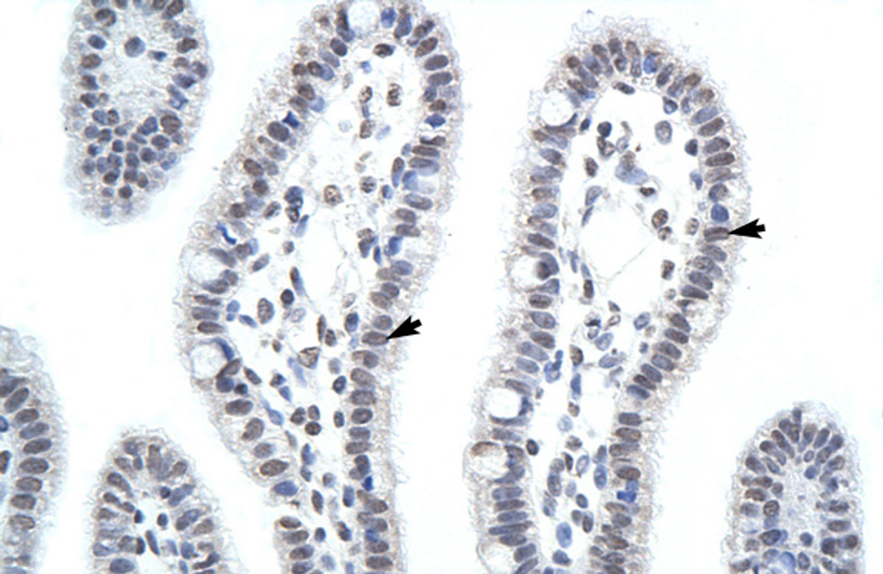 Antibody used in IHC on Human Intestine at 4.0-8.0 ug/ml.