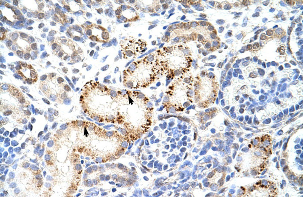 Antibody used in IHC on Human Kidney at 4.0-8.0 ug/ml.