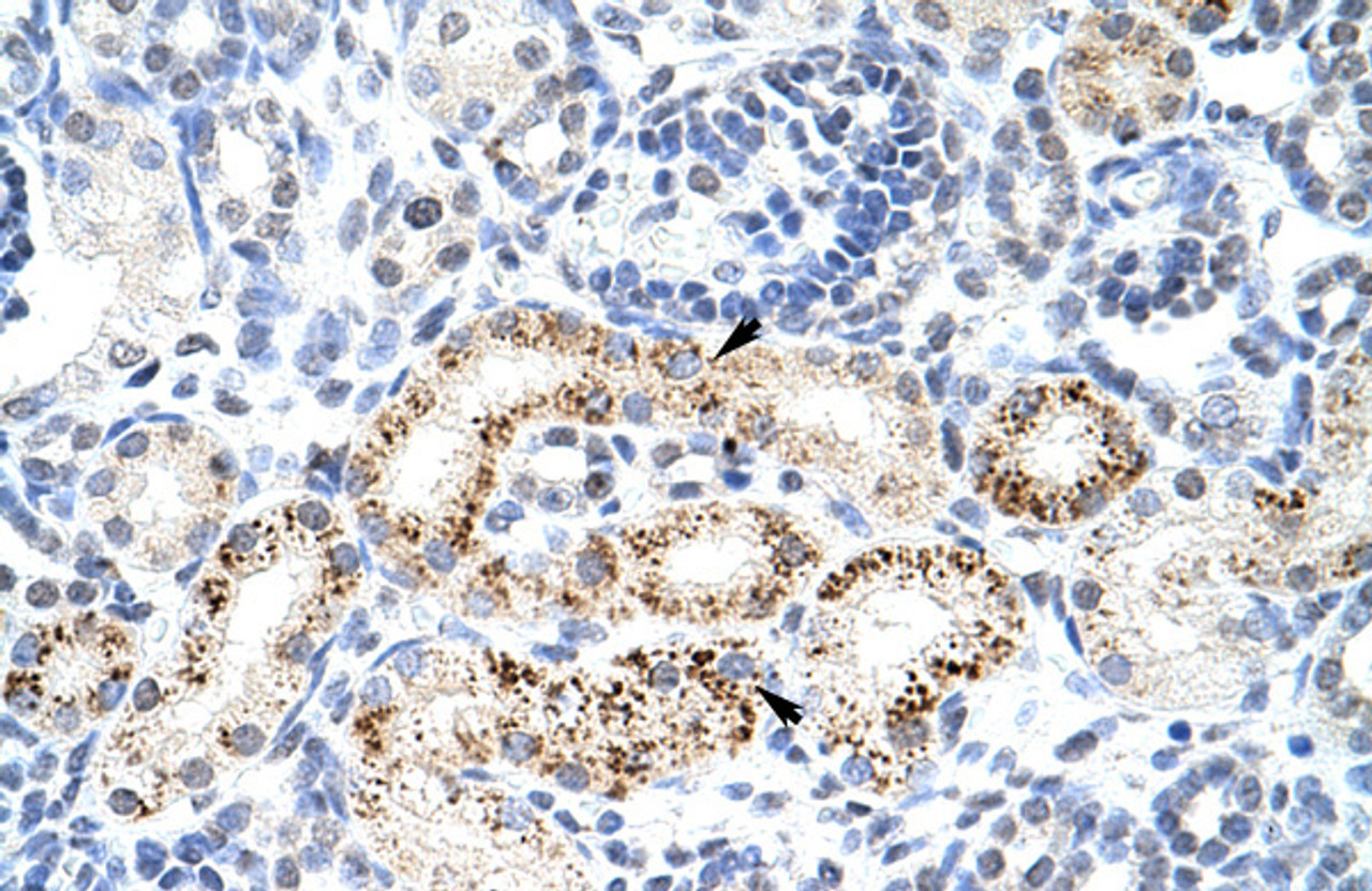 Antibody used in IHC on Human Kidney at 4.0-8.0 ug/ml.