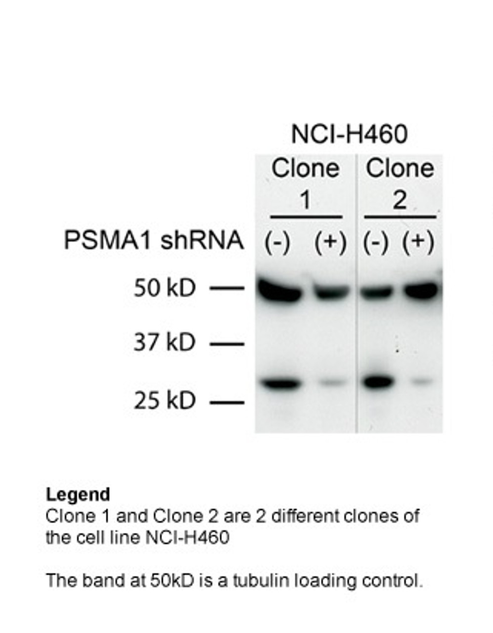 Antibody used in WB on Human NCI460 cells at 1:2000.