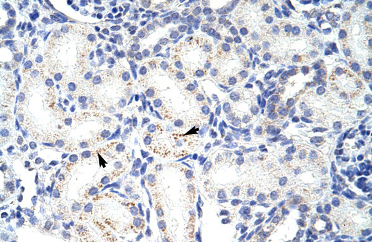 Antibody used in IHC on Human Kidney at 4.0-8.0 ug/ml.